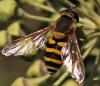 293439 – Photo : Arthropa - Benoit Martha – France (71)