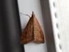 293550 – Photo : VERMELLE Georges – France (62)