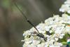 293417 – Photo : Bernard Saquet – France (12)