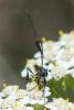 293404 – Photo : Bernard Saquet – France (12)