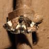 293120 – Photo : Mathurin CARNET – France (58)