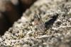 Medetera sp.