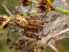 293618 – Photo : Cédric Mondy – France (56)