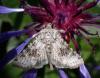 293468 – Photo : Catherine Reymonet-Smitten – France (19)