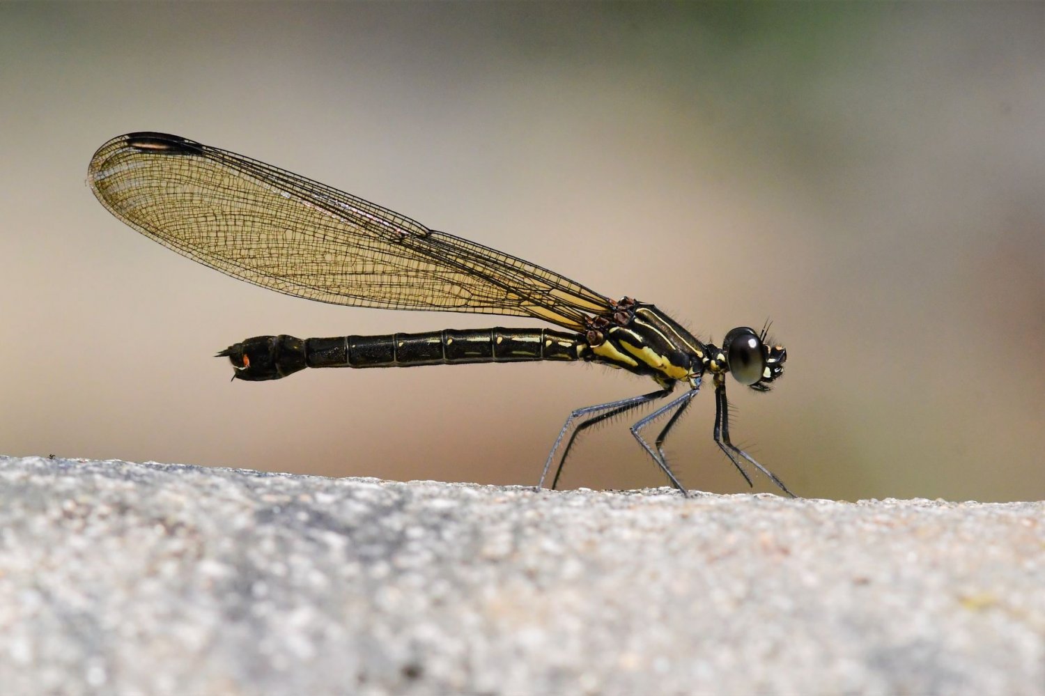 Yvon JACQUES - Rhinocypha arguta - réf. 293128 (1500 x 999 pixels, 162 ko)