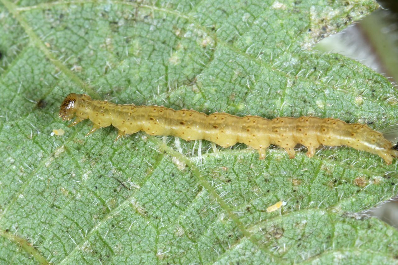 Michel Ehrhardt - Hypena proboscidalis - réf. 293433 (1280 x 853 pixels, 213 ko)