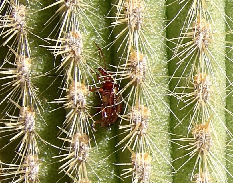 Bijiaoui Robert - Chrysolina (Taeniochrysea) americana - réf. 293314 (816 x 642 pixels, 173 ko)