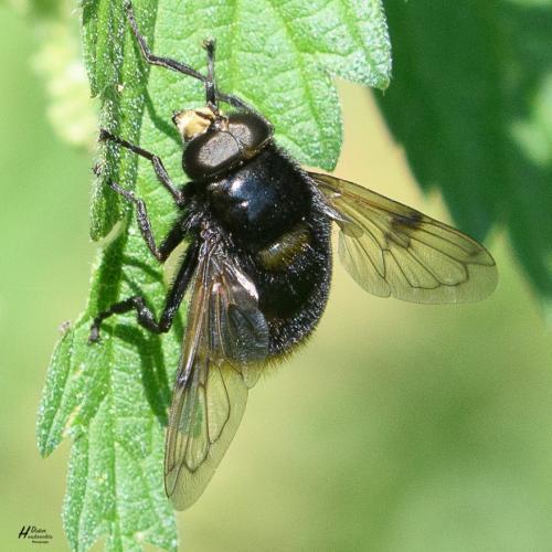 Volucella bombylans