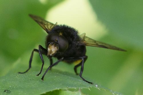 Volucella bombylans