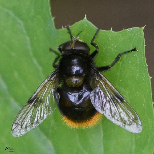 Volucella bombylans