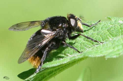 Volucella bombylans