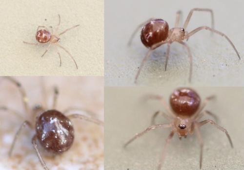 Steatoda (grossa-triangulosa)