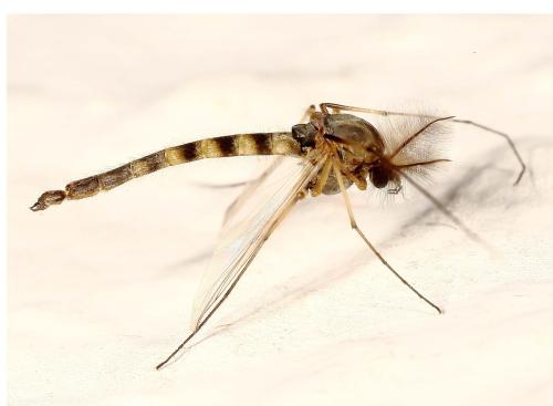 Réf. 294 520 : Chironomus sp.