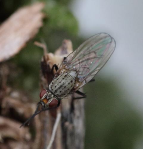 Réf. 294 914 : Botanophila fugax