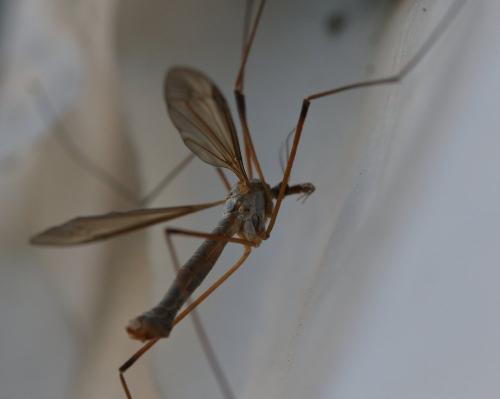 Réf. 294 799 : Tipula sp.