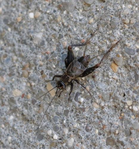 Nemobius sylvestris