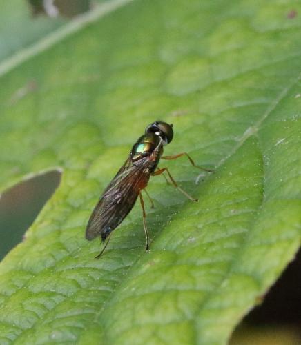 Sargus bipunctatus