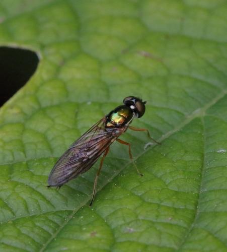 Sargus bipunctatus