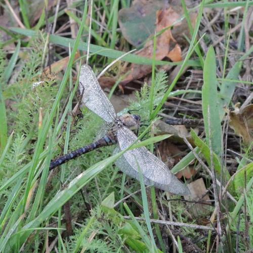 Aeshna mixta