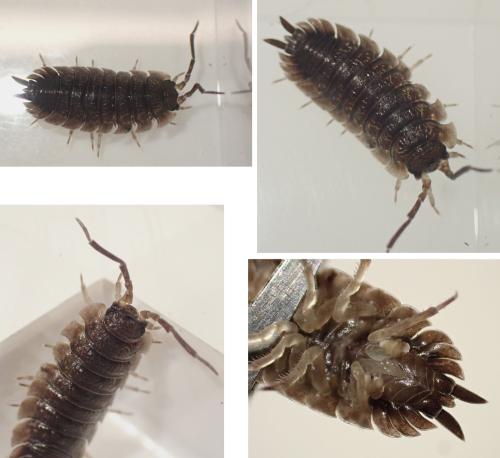 Porcellio scaber