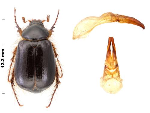 Réf. 294 235 : Elaphocera cretica