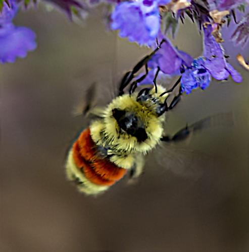 Réf. 294 044 : Bombus huntii