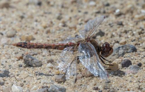 Réf. 294 482 : Sympetrum corruptum
