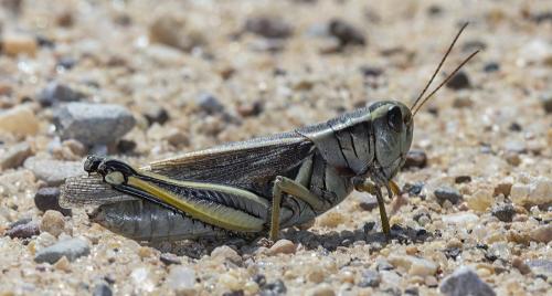 Melanoplus bivittatus
