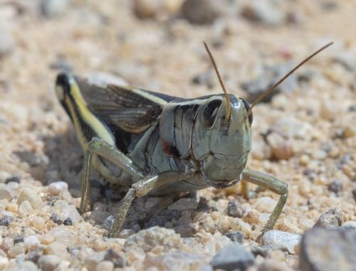 Melanoplus bivittatus
