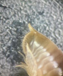Réf. 294 153 : Ommatoiulus sp.