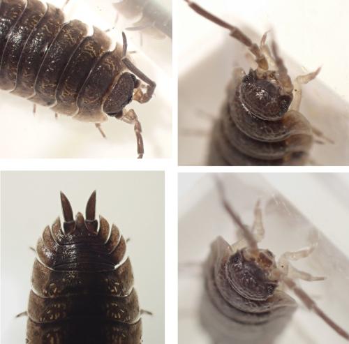 Porcellio scaber