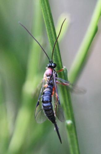 Tromatobia sp.