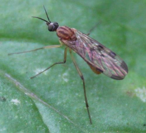 Sylvicola sp.