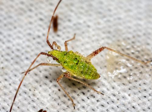 Phytocoris sp.