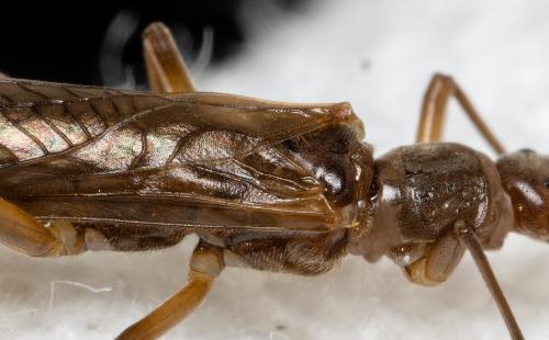 Leuctra sp.