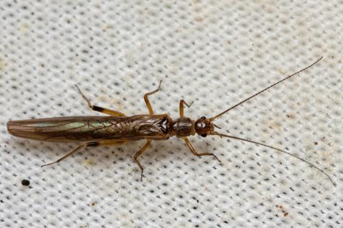 Leuctra sp.