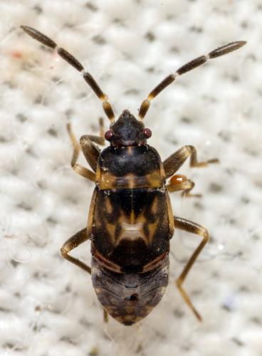 Scolopostethus sp.