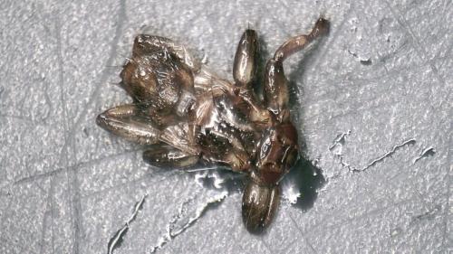 Lipoptena cervi