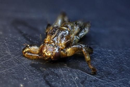 Lipoptena cervi