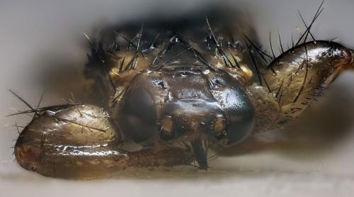 Lipoptena cervi