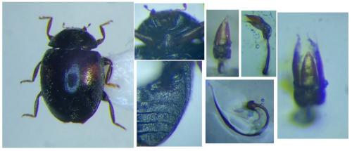 Scymnus apetzi