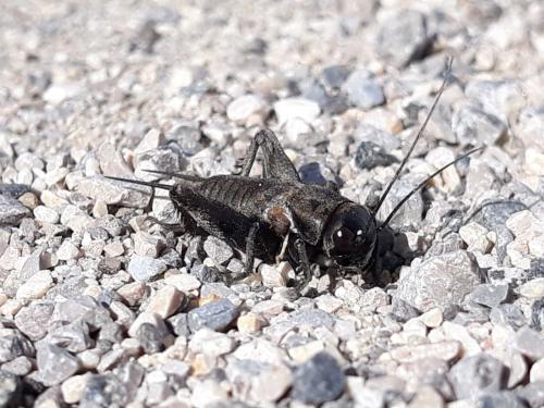 Réf. 294 388 : Gryllinae inconnu