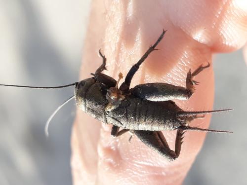 Réf. 294 391 : Gryllinae inconnu