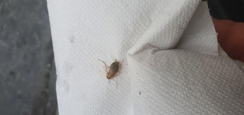 Ectobius sp.