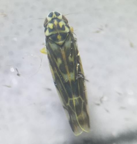 Réf. 294 203 : Eupteryx urticae