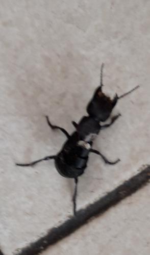 Ocypus sp.
