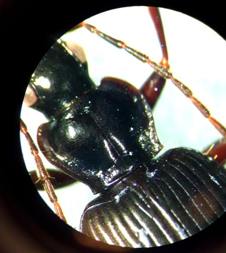 Réf. 294 810 : Platynus assimilis