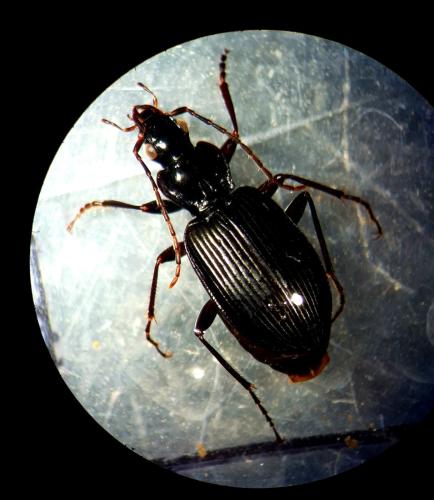 Réf. 294 809 : Platynus assimilis