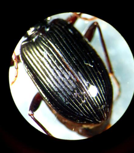 Réf. 294 811 : Platynus assimilis