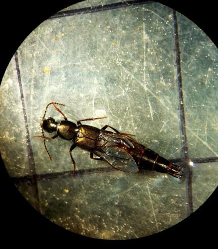 Réf. 294 805 : Philonthus sp.